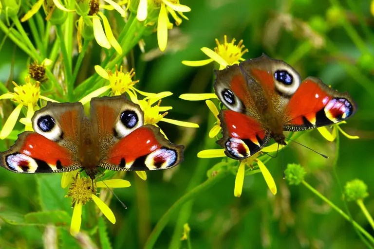Zwei Schmetterlinge der Art Tagpfauenauge sitzen auf einer Pflanze