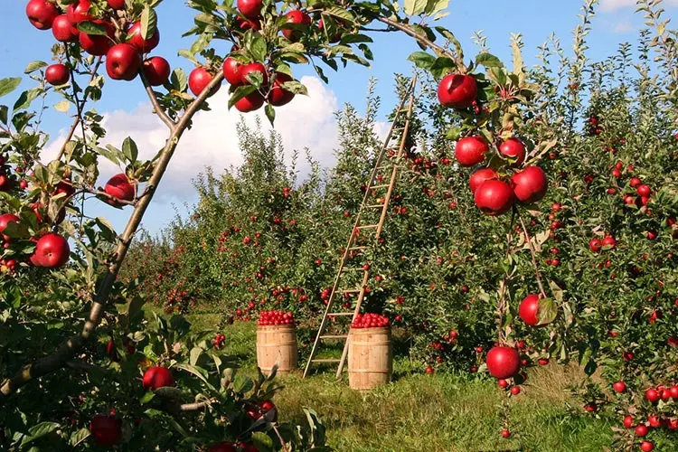 Rote Äpfel hängen an einem Ast über einer Leiter und Körben mit Äpfeln